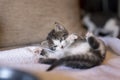 Kitten lying on the sofa Royalty Free Stock Photo