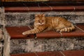 Ginger sick cat lying on old red stairs in Matera