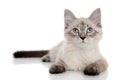 Kitten lying on a white background