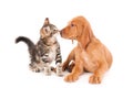 A kitten and a Magyar Vizsla puppy smelling each other isolated on a white background Royalty Free Stock Photo