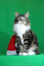 kitten Maine Coon gray tiger with a white neck and a proud and majestic look while sitting next to a Santa hat on a green backgr