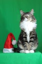 Kitten Maine Coon gray tiger with a white neck and a proud and majestic look while sitting next to a Santa hat on a green backgr