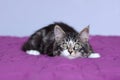 Kitten maine coon of striped gray color which monitors its prey in lying position