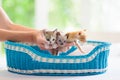 Kitten in man hands. Cat and owner Royalty Free Stock Photo