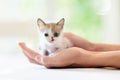 Kitten in man hands. Cat and owner Royalty Free Stock Photo