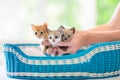 Kitten in man hands. Cat and owner Royalty Free Stock Photo