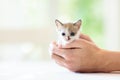 Kitten in man hands. Cat and owner Royalty Free Stock Photo