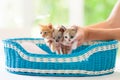 Kitten in man hands. Cat and owner Royalty Free Stock Photo