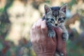 Kitten in man's hands Royalty Free Stock Photo