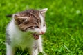Kitten Meowing in the Grass Royalty Free Stock Photo