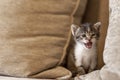 Kitten meowing on the sofa Royalty Free Stock Photo