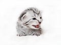 The kitten meows shouts purebred kitten. Royalty Free Stock Photo