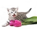 The kitten meows Royalty Free Stock Photo