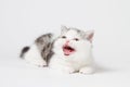 The kitten meows shouts purebred kitten. Baby kitten Royalty Free Stock Photo