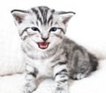 The kitten meows shouts purebred kitten. Royalty Free Stock Photo