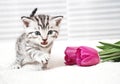 The kitten meows shouts purebred kitten. Royalty Free Stock Photo