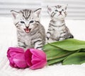 The kitten meows shouts purebred kitten. Royalty Free Stock Photo