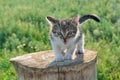 The kitten meows sitting on a stump, spring photo.