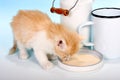 Kitten milk Royalty Free Stock Photo