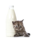 Kitten and milk bottle Royalty Free Stock Photo