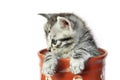 Kitten in a milkjug Royalty Free Stock Photo