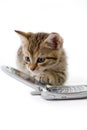 Kitten with mobile phone