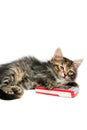 Kitten and mobile phone - isolated