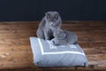 Kitten and mom cat sitting on a grey pillow Royalty Free Stock Photo