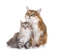 kitten and mother Kurilian Bobtail in studio Royalty Free Stock Photo