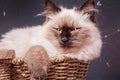 A kitten of the Neva Masquerade breed in a wicker cat bed. Cat on a black background Royalty Free Stock Photo