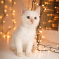 Kitten on new year background