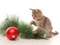 Kitten with a new year ball