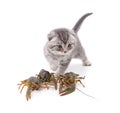 Kitten next to crayfish