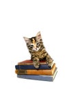 Kitten on old Books Royalty Free Stock Photo