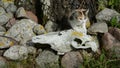 Kitten on old horse skull