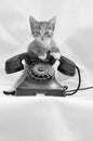 A kitten with an old retro phone Royalty Free Stock Photo