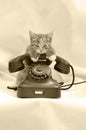 A kitten with an old retro phone. Royalty Free Stock Photo