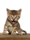 Kitten open mouth