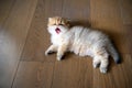 Kitten opens its mouth wide yawning sees teeth and tongue, cat just woke up and is sleepy, top view of cat sleeping on wooden Royalty Free Stock Photo