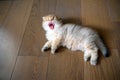 Kitten opens its mouth wide yawning sees teeth and tongue, cat just woke up and is sleepy, top view of cat sleeping on wooden Royalty Free Stock Photo