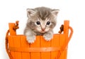 Kitten in an orange bucket Royalty Free Stock Photo