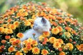 Kitten in orange chrysanthemum flowers Royalty Free Stock Photo