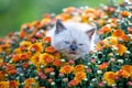 Kitten in orange chrysanthemums flowers Royalty Free Stock Photo