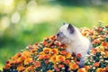 Kitten in orange chrysanthemums flowers Royalty Free Stock Photo