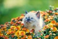 Kitten in orange chrysanthemums flowers