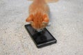 kitten orange-red small, a cat with cell phone black on table polished stone Royalty Free Stock Photo