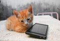 kitten orange-red small, a cat with cell phone black on table polished stone Royalty Free Stock Photo