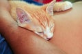 Kitten orange relax sleeping on arm