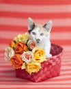 Kitten standing up in Orange basket with flowers