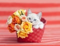 Kitten Kitten Orange Basket roses